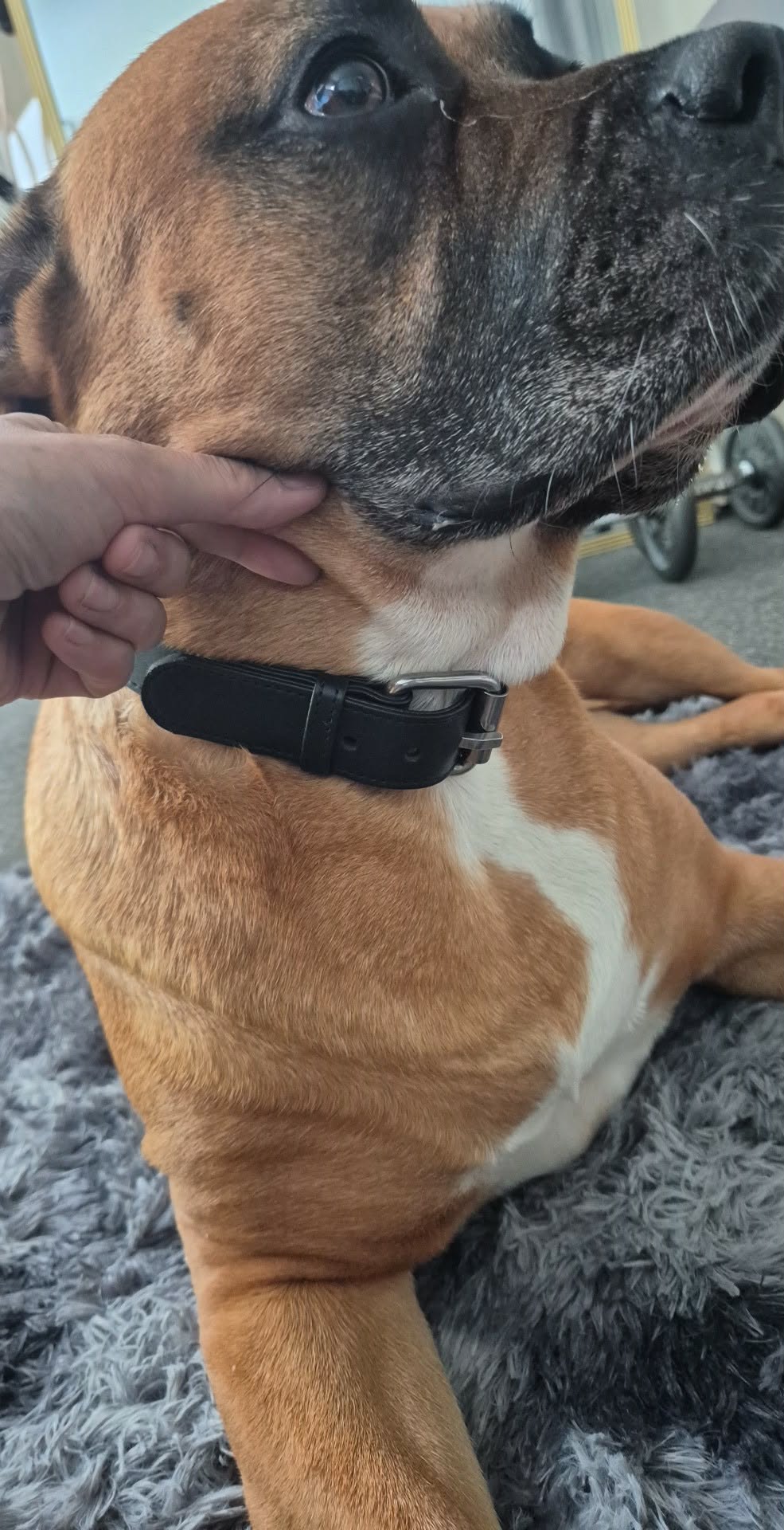 Dog with a black collar being petted on a gray carpet