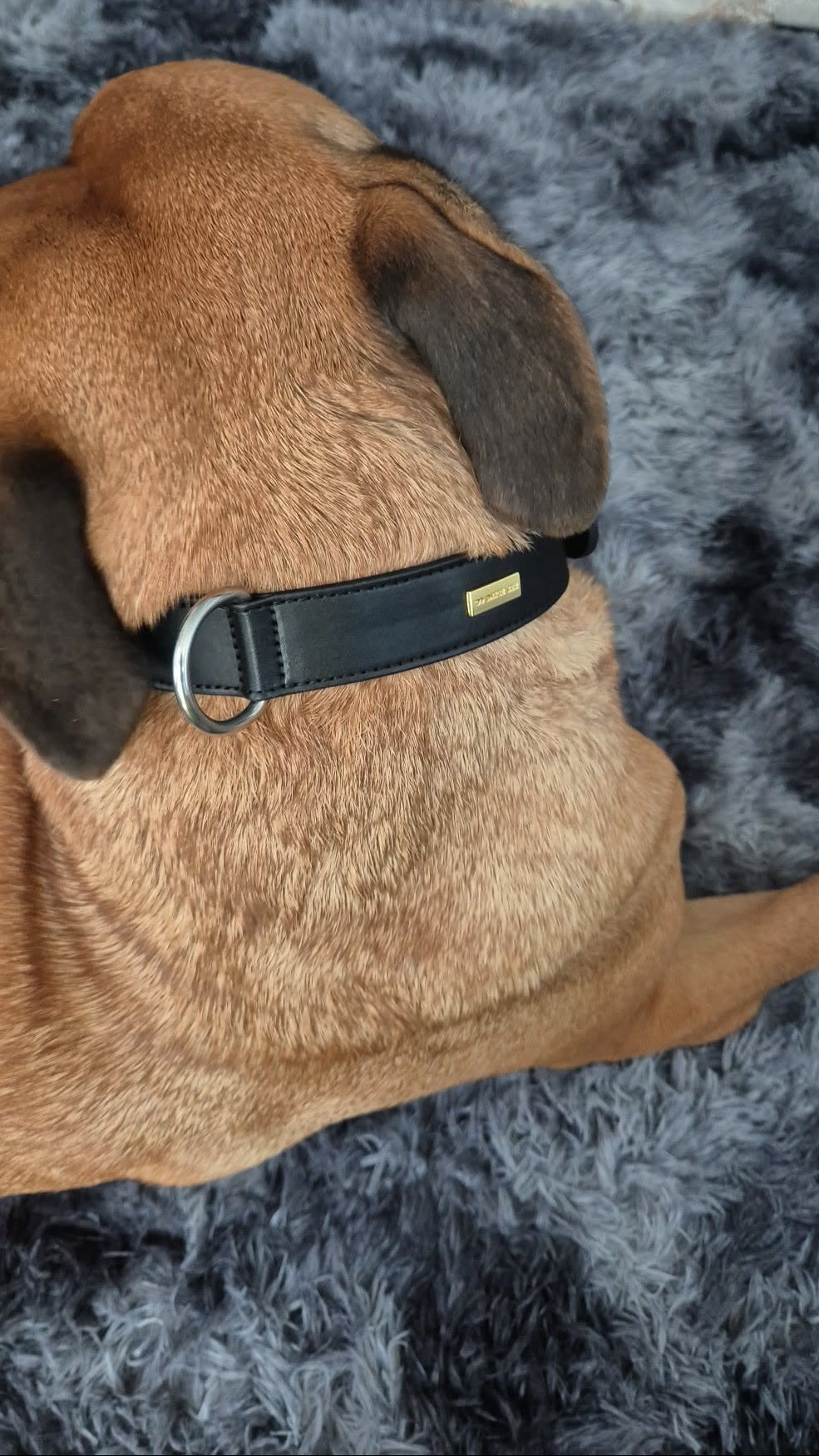 Brown dog wearing a black collar on a gray textured surface